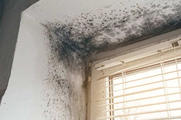 Affordable Mold Cleanup solutions in Marion, KY